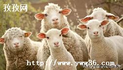 sheepô_Ӣô-ͼ2