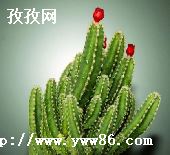 ޹-ͼ2