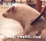 Թ