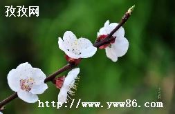 ʲôһ֦ӳǽ_һ֦ӳǽ һʫ ȫʫʲô-ͼ2
