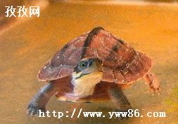 СǮô_Ǯô?Ǯ