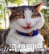 ˽ں·_˽ʲôֲֵ̫˷?