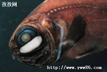 灯笼鱼身体上的发光器官起源于_灯笼鱼身体上的发光器官是什么
