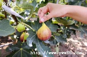 ޻лׯ԰_޻ûл-ͼ2