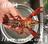 Ħׯ԰Ϻ_Ħׯ԰Ϻ䷽ʲô
