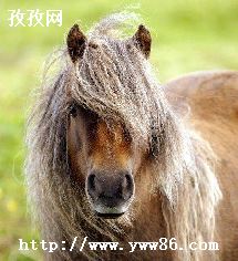 ҫſŮô